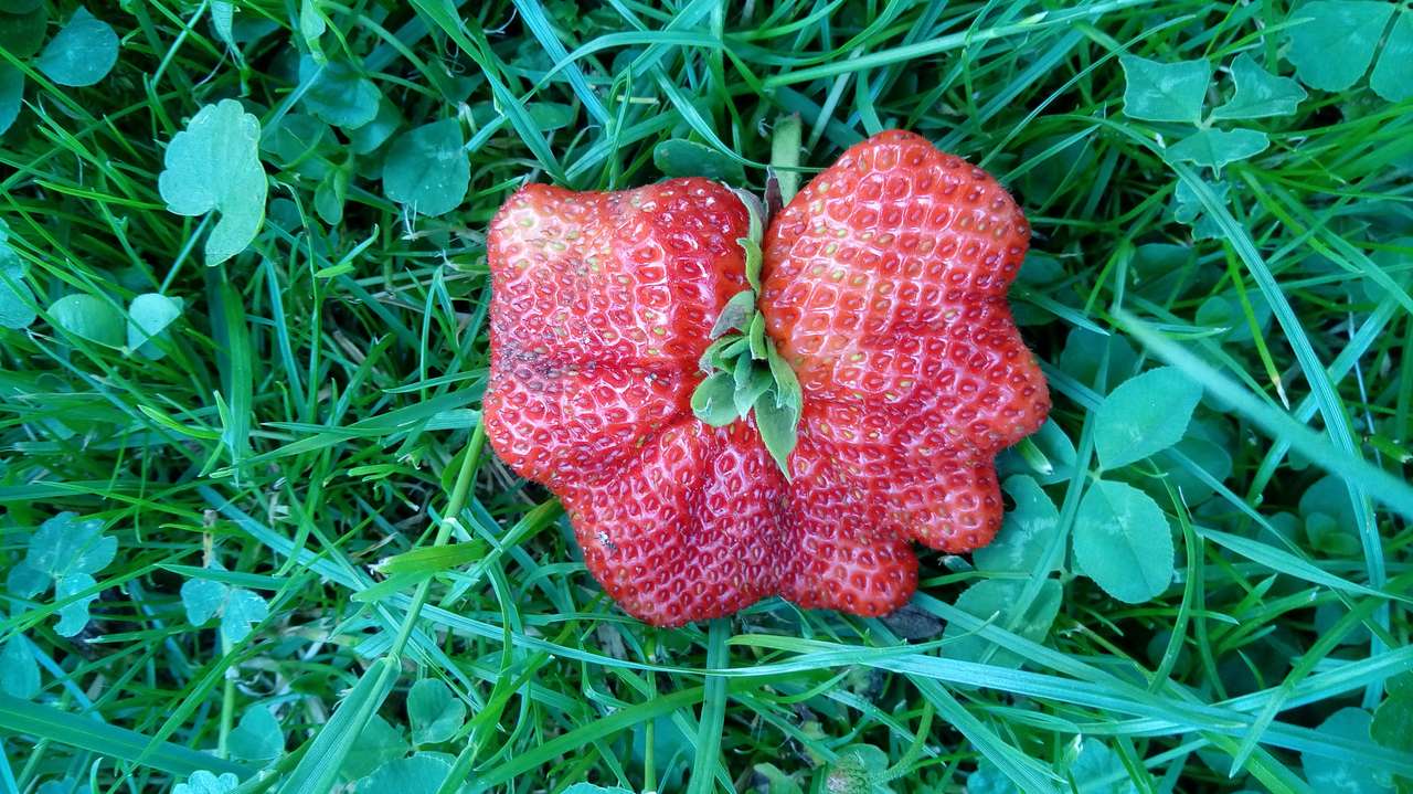 Erdbeere Online-Puzzle