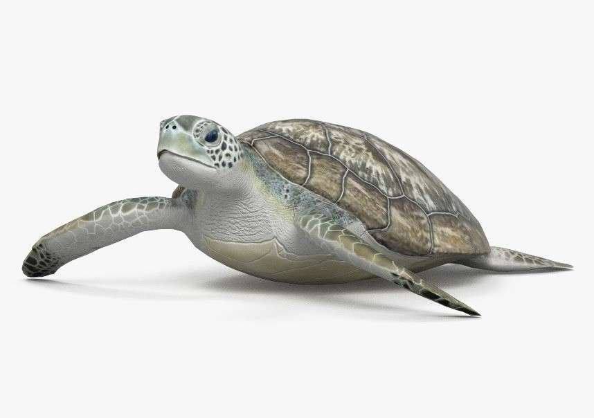 Hawksbill sköldpadda Pussel online