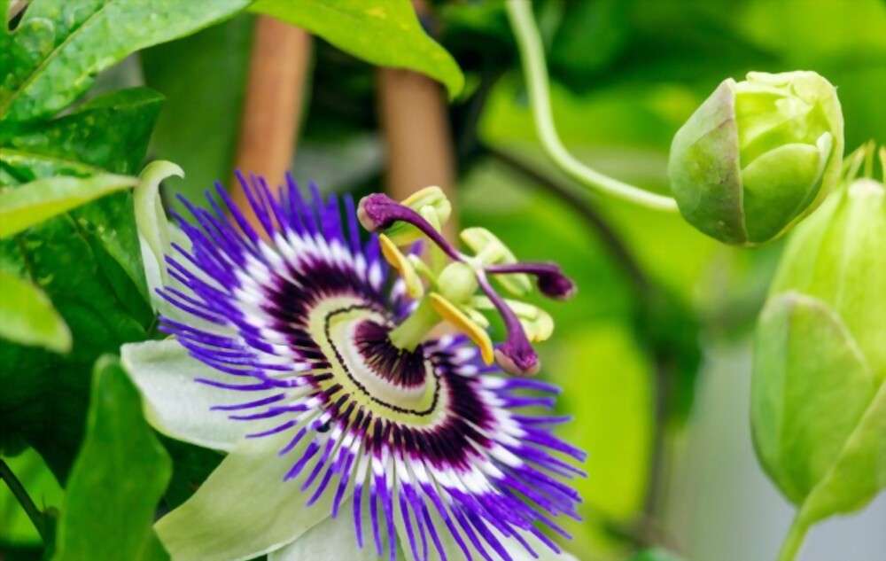 экзотический цветок онлайн-пазл