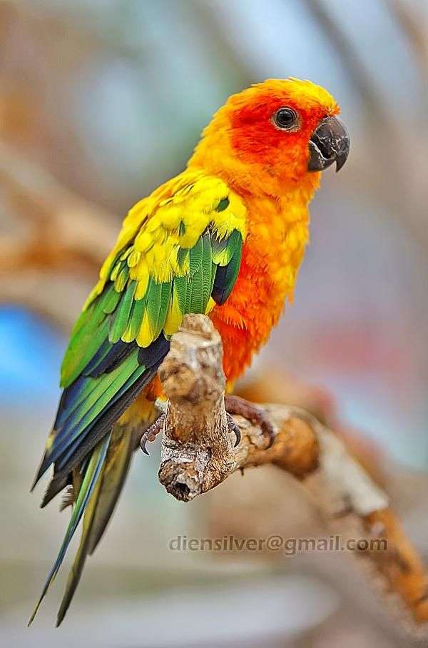 Barevný papoušek online puzzle