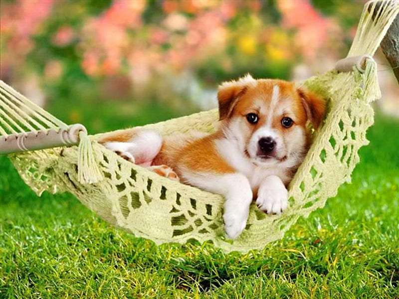 Een kleine hond op een hangmat online puzzel