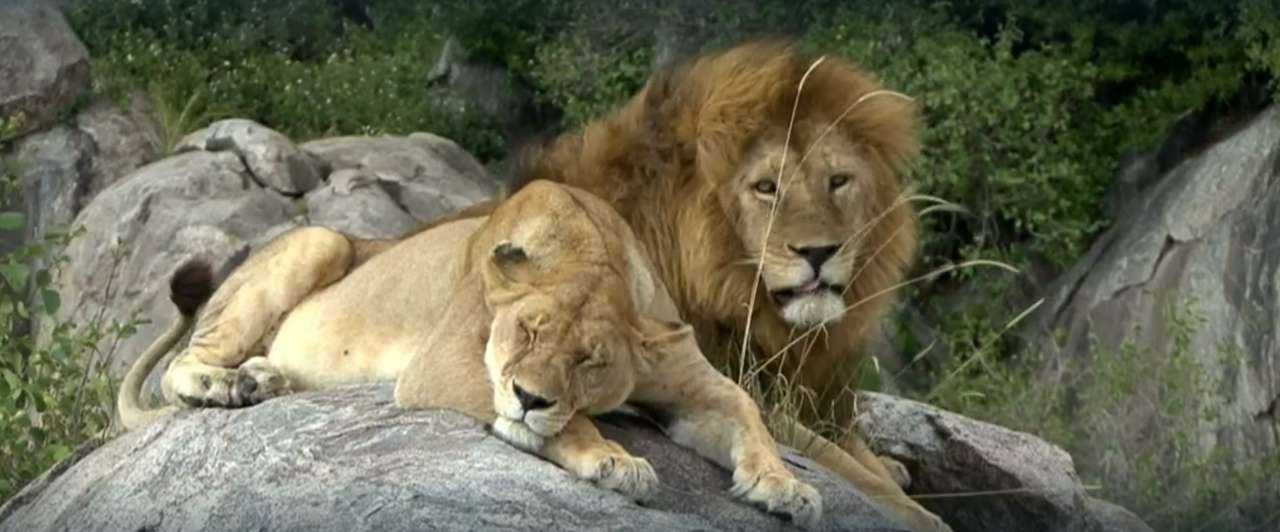 ζευγάρι λιονταριών παζλ online