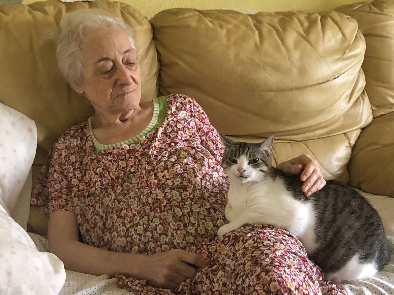 babička s kočkou na pohovce skládačky online