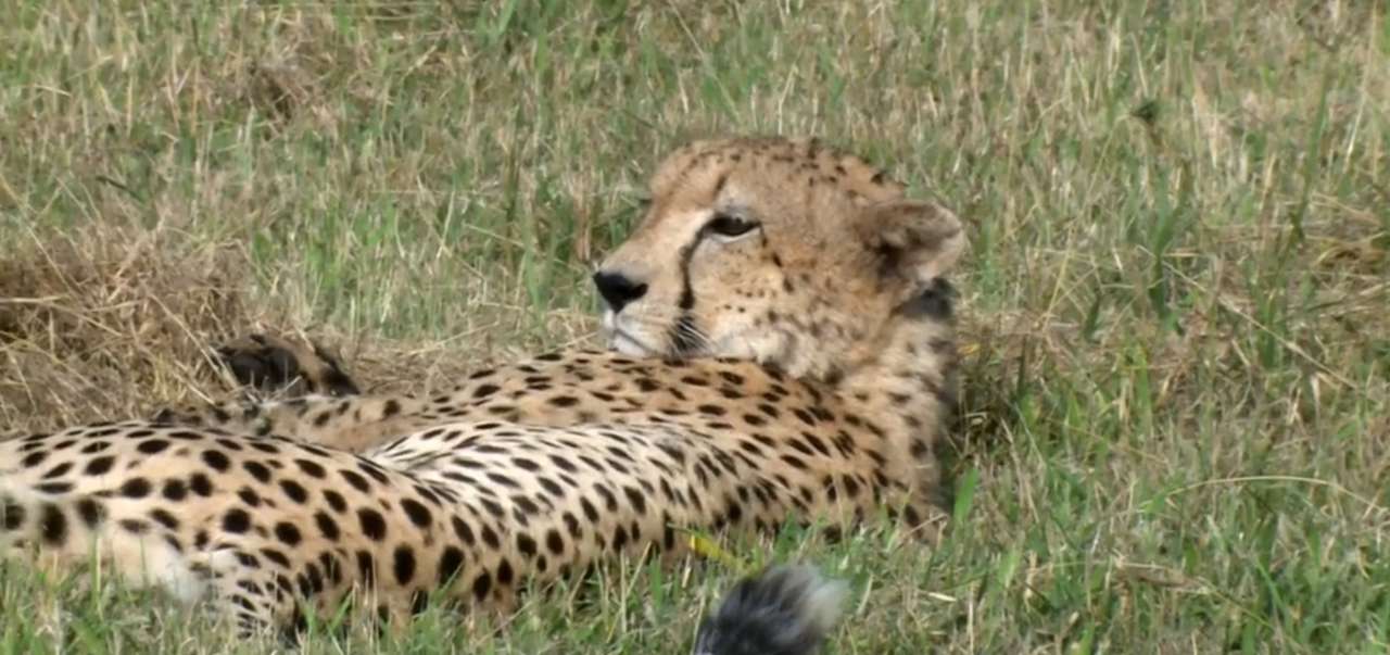 Cheetah at rest jigsaw puzzle online