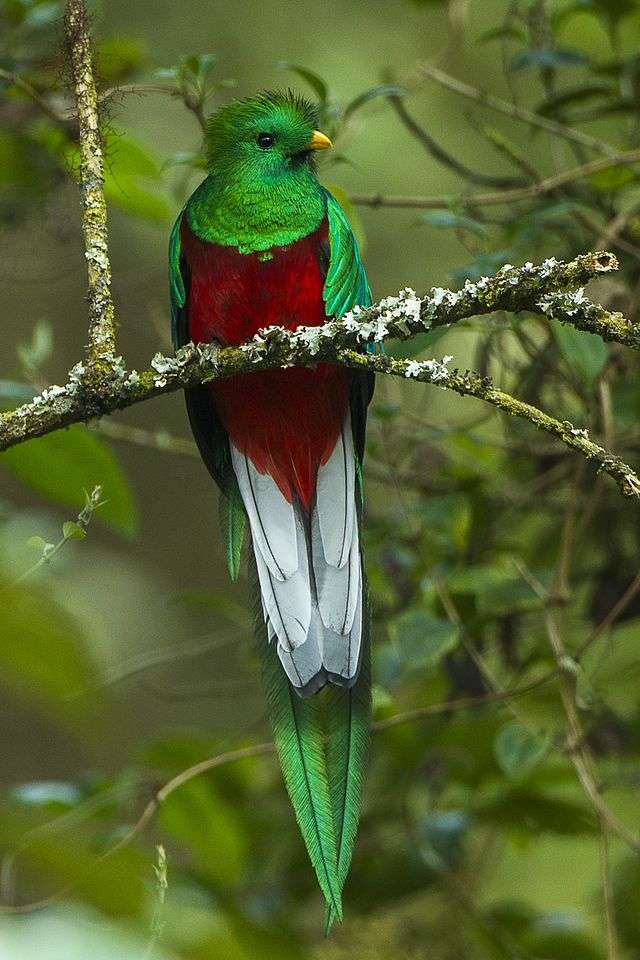 Quetzal-Vogel Online-Puzzle