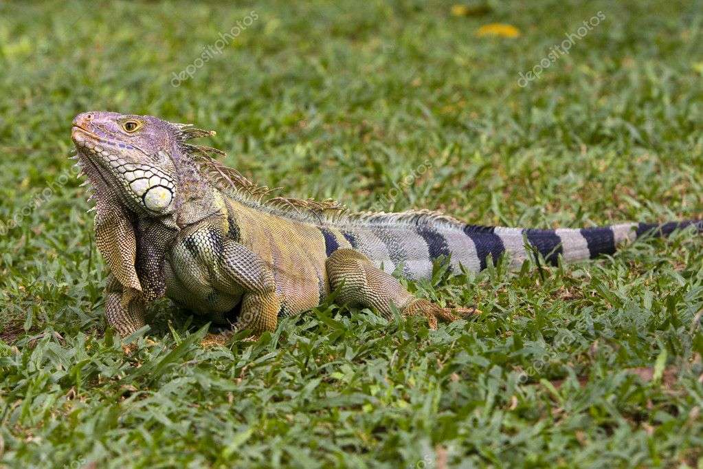 iguana en el pasto rompecabezas en línea