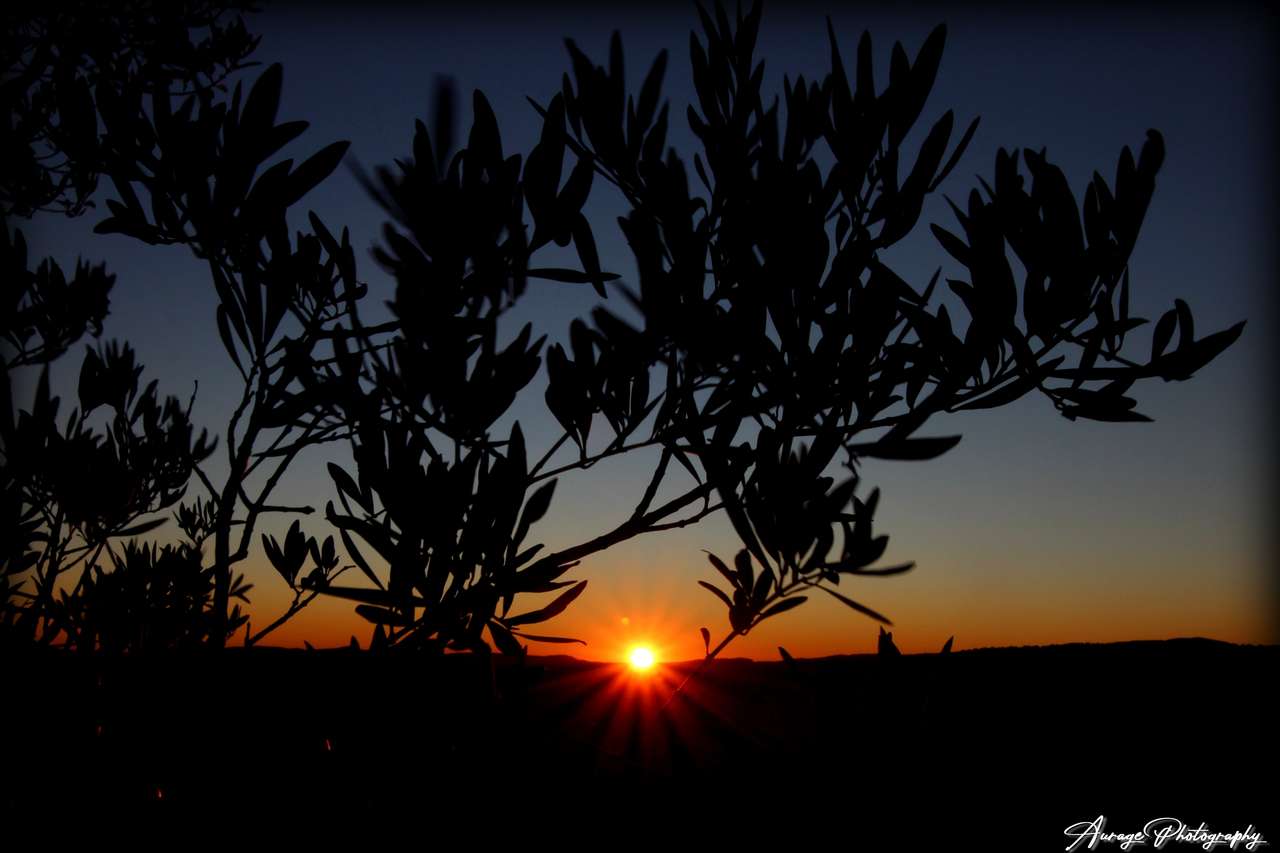 Solnedgång i olivträden Pussel online