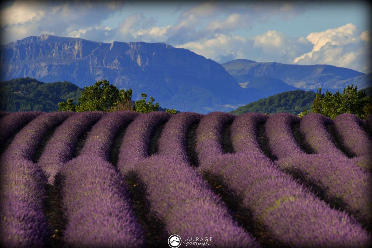 Lavandă în Provence puzzle online