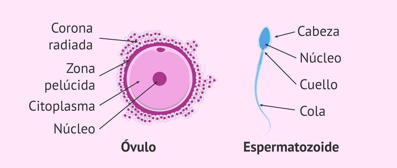 性細胞 ジグソーパズルオンライン