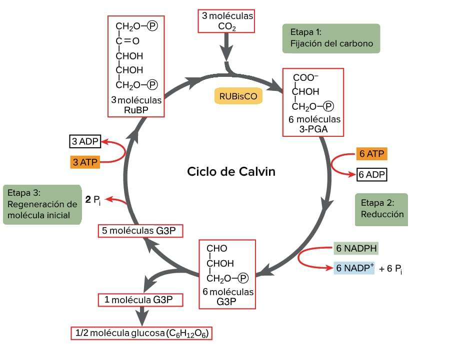 Calvinův cyklus skládačky online
