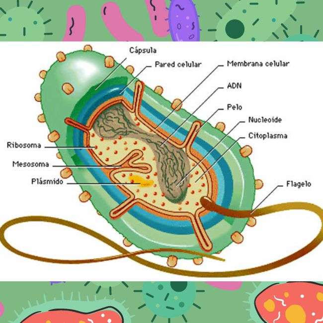 Bakterie - anatomie skládačky online