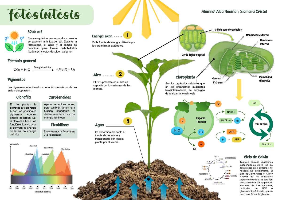 PHOTOSYNTHESIS online puzzle