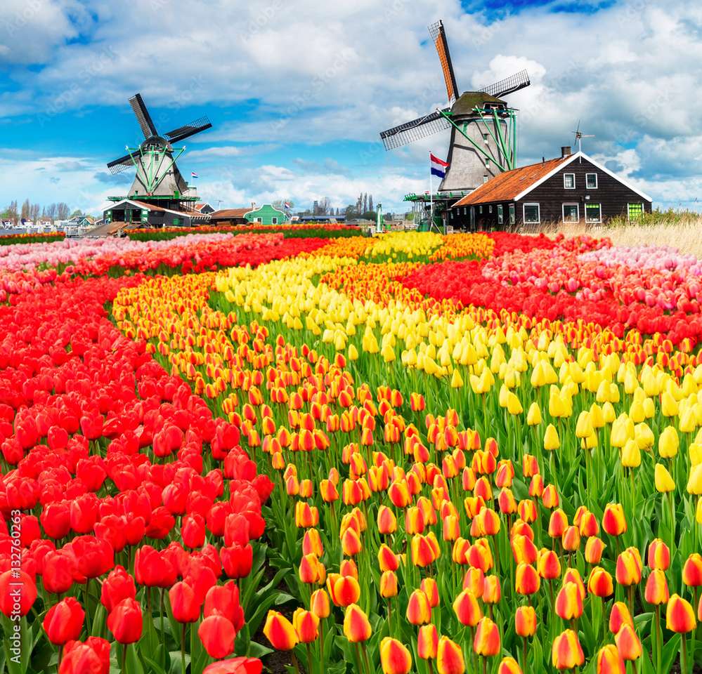 Tulpanfält i Nederländerna pussel på nätet