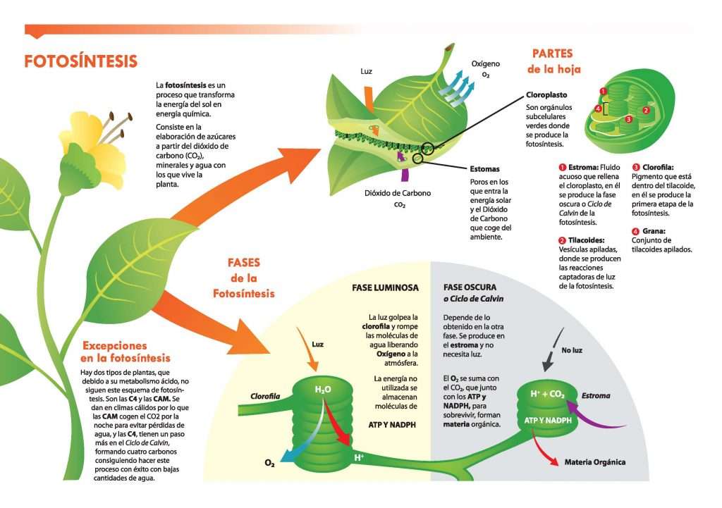 Fotosynthese Martin Fernandez legpuzzel online