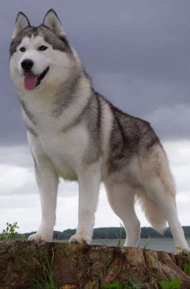 husky breed online puzzle