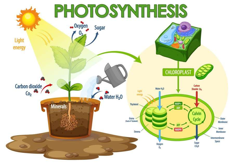 Fotosynthèse puzzle en ligne