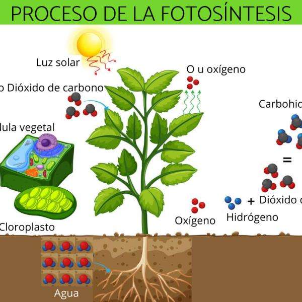 Fotosíntesis quebra-cabeças online