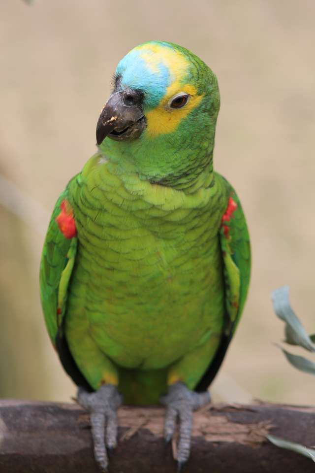 papegaaien feest legpuzzel online