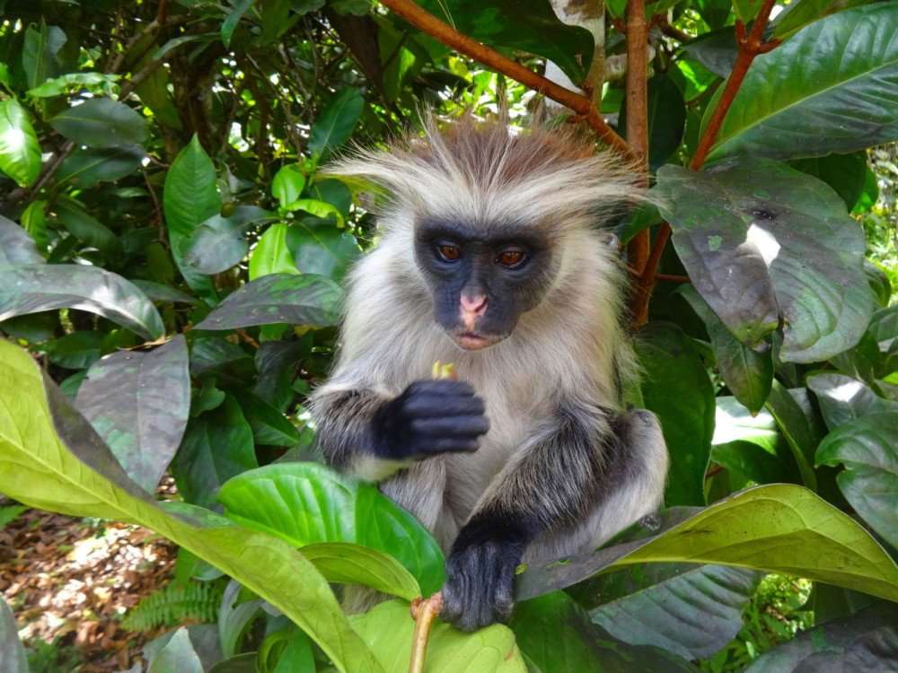 Una scimmia in Tanzania puzzle online