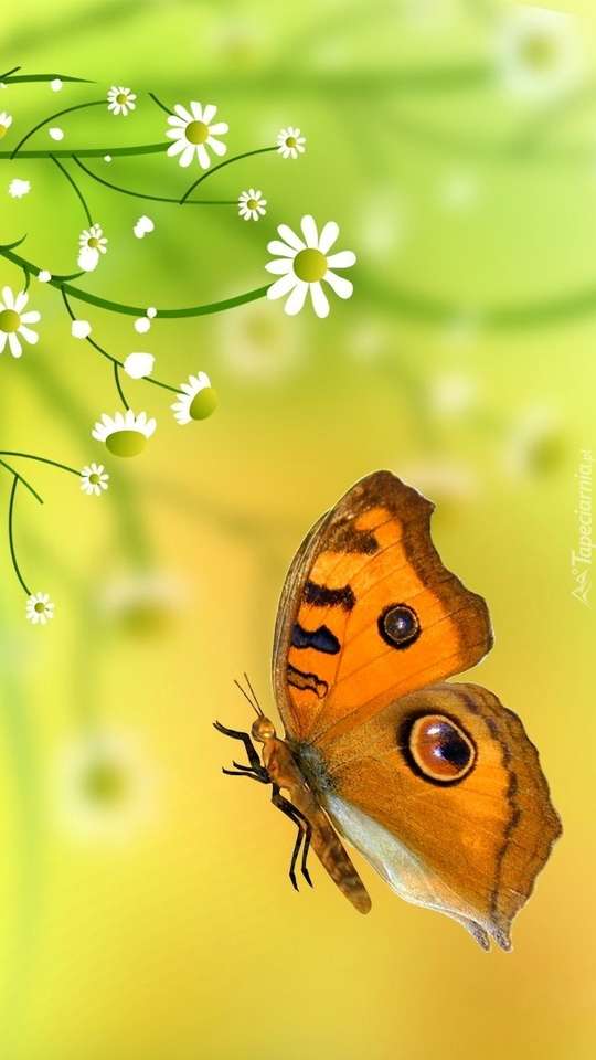Barevný motýl skládačky online