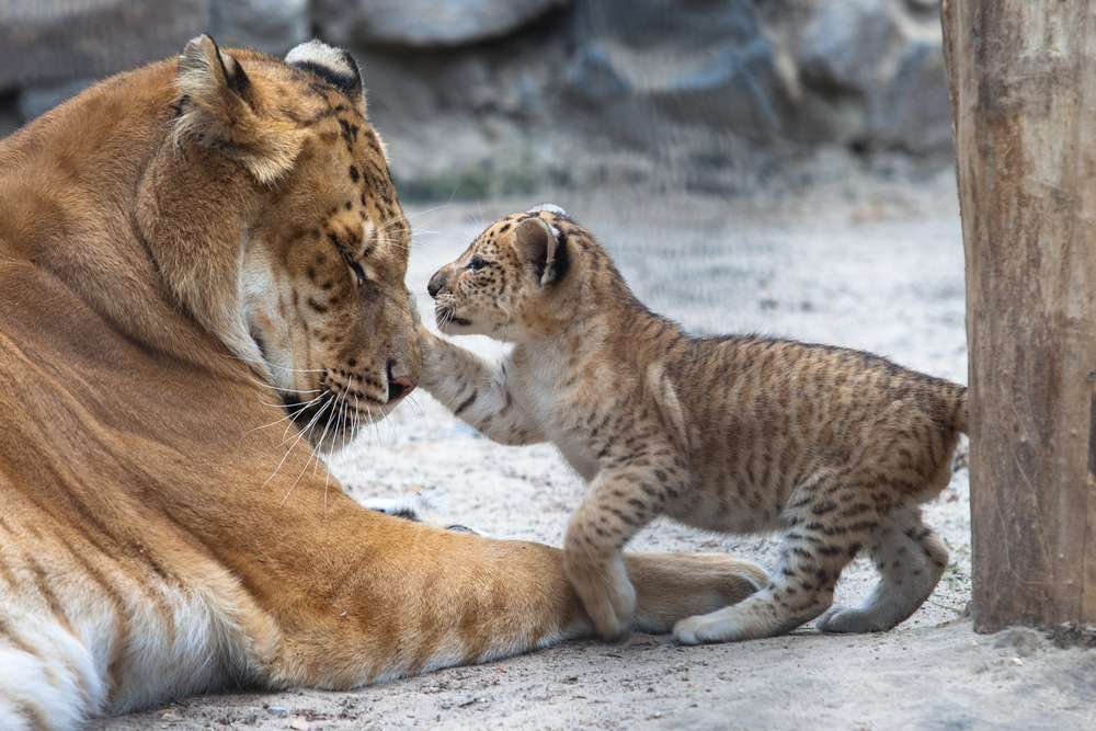 liger με τη μητέρα του online παζλ