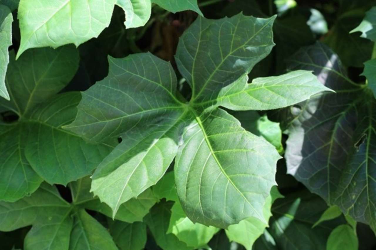 chaya leaf online puzzle
