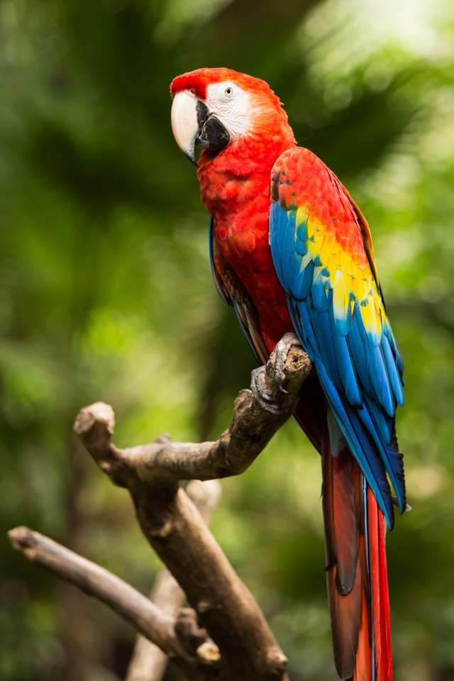Barevný papoušek online puzzle