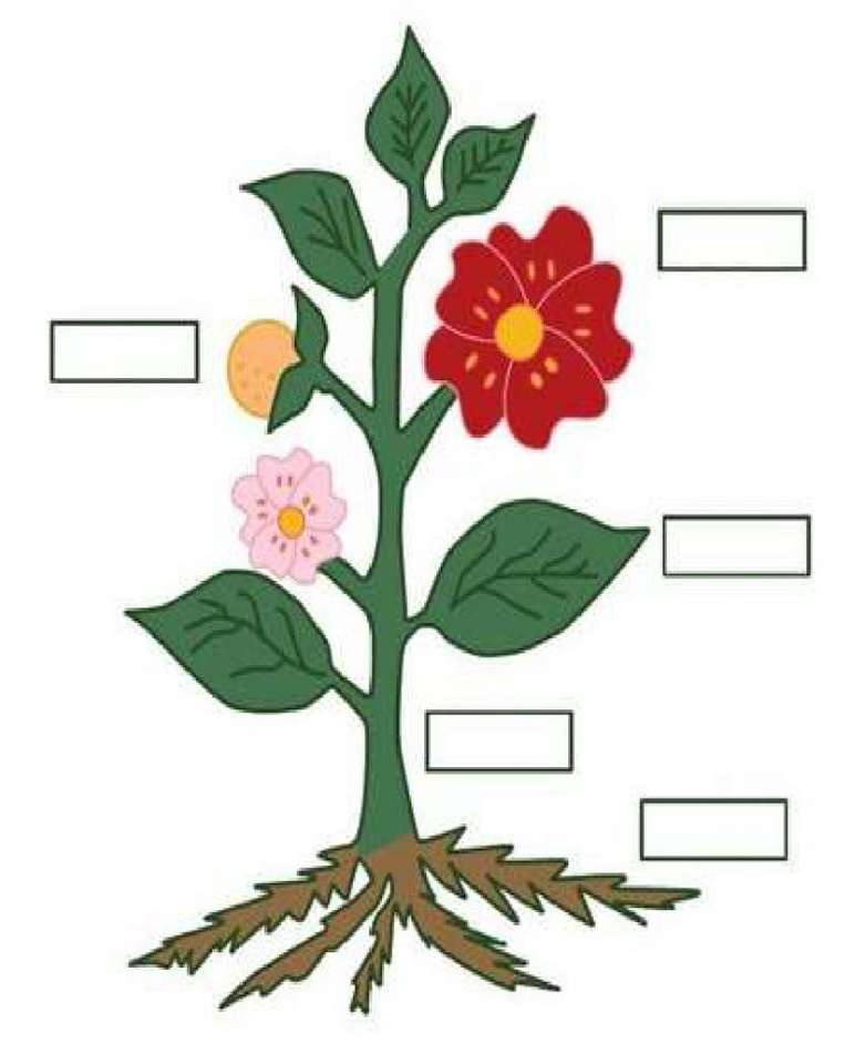 rostlinné puzzle skládačky online