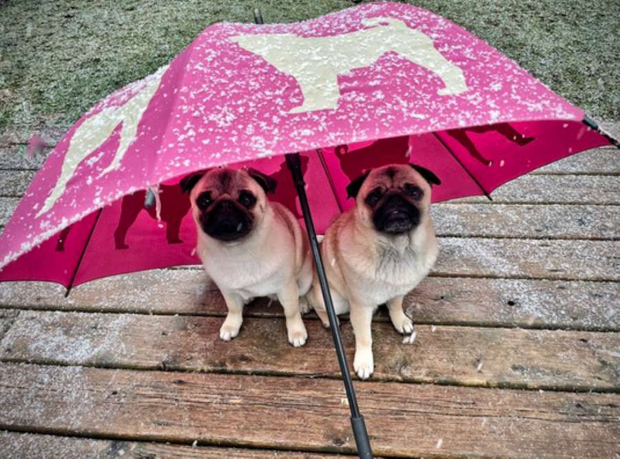Домашние животные во время дождя пазл онлайн