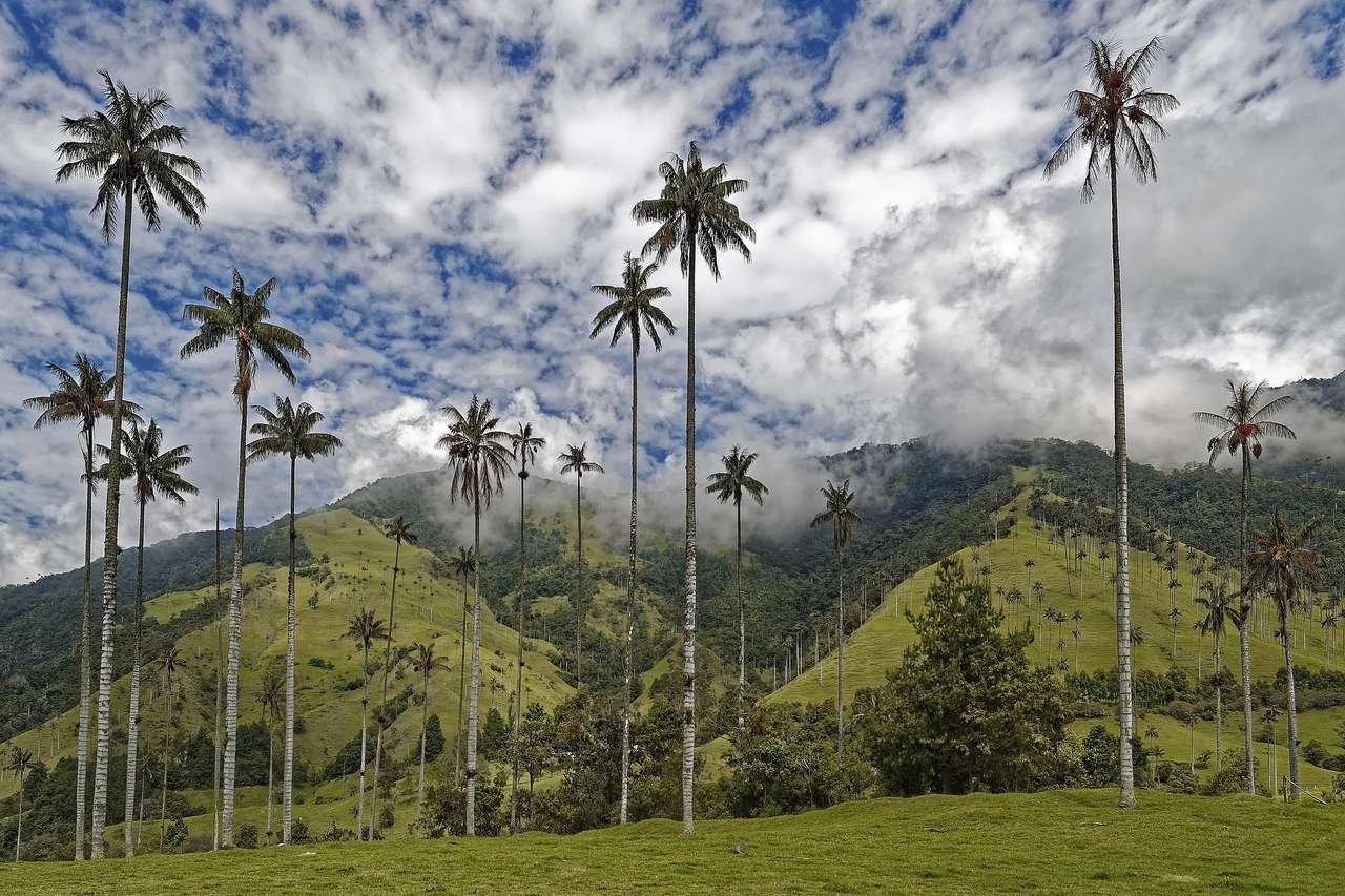 Восковая пальма Quindio Колумбия онлайн-пазл