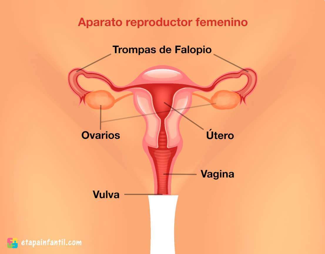 Ženský reprodukční systém skládačky online