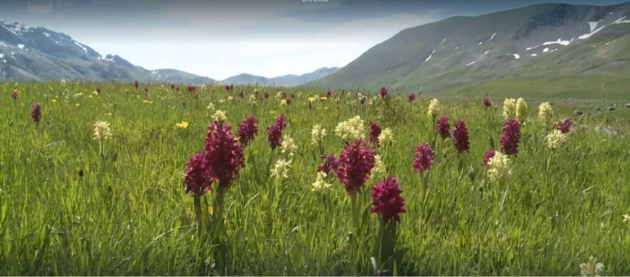Орхидея Самбуцина онлайн пъзел