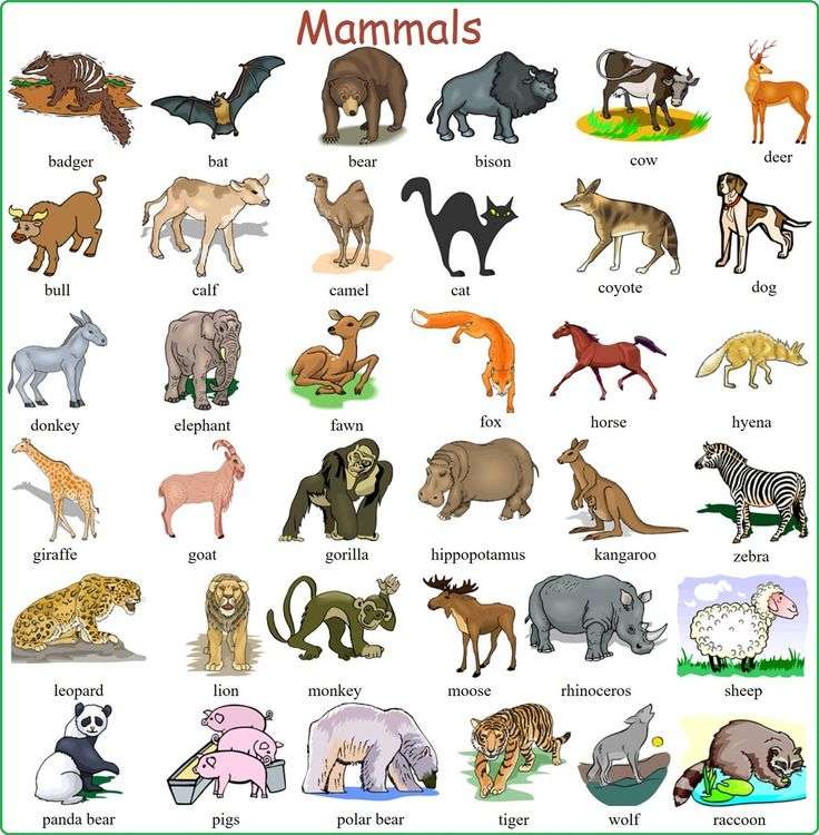 NUMELE ANIMALELOR jigsaw puzzle online