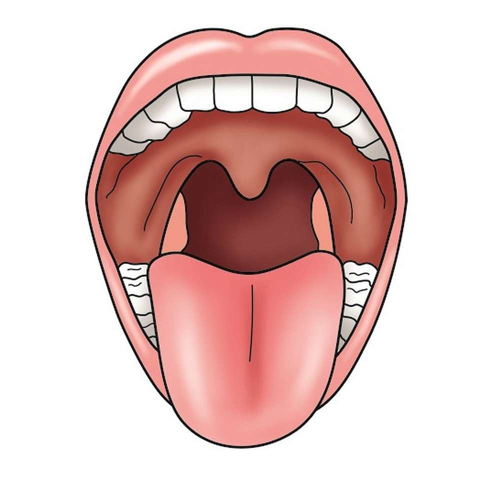 ústní dutina skládačky online