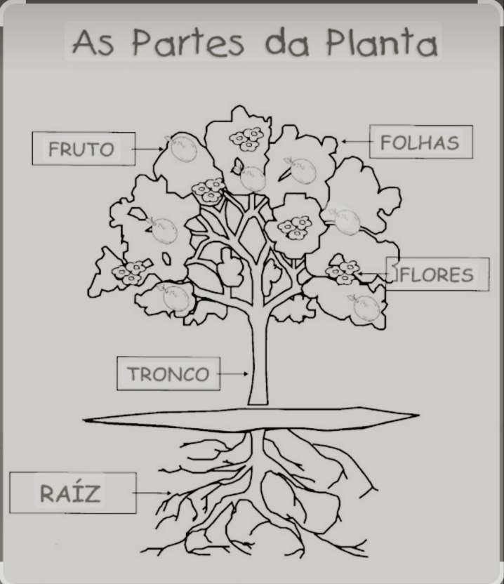 Cunoașterea părților copacului puzzle online