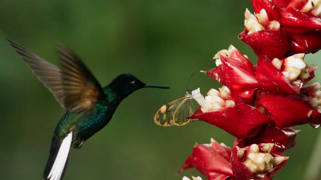 Uccello colibrì puzzle online