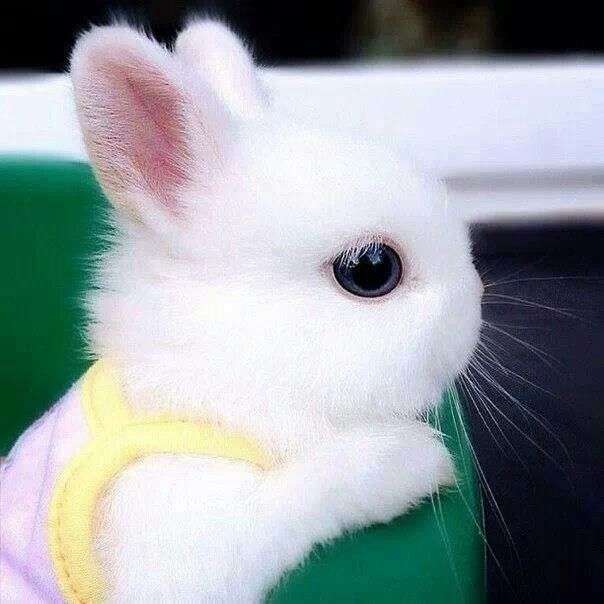 Кролик милый пазл онлайн