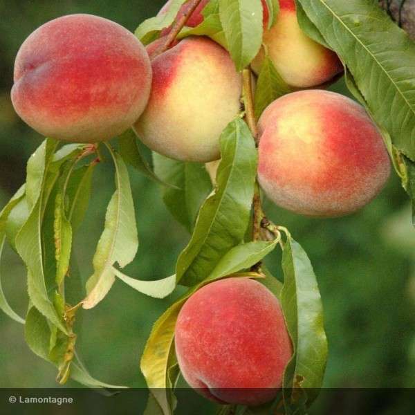 ぶどう園の桃 オンラインパズル