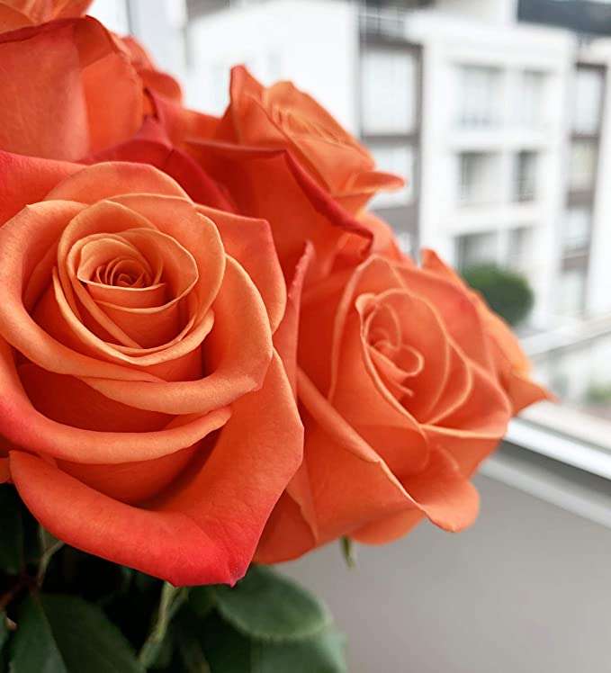Oranžové růže online puzzle