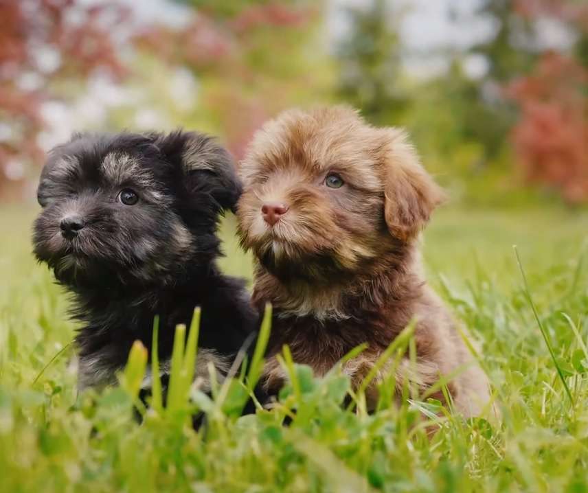 cachorros raza morkie rompecabezas en línea