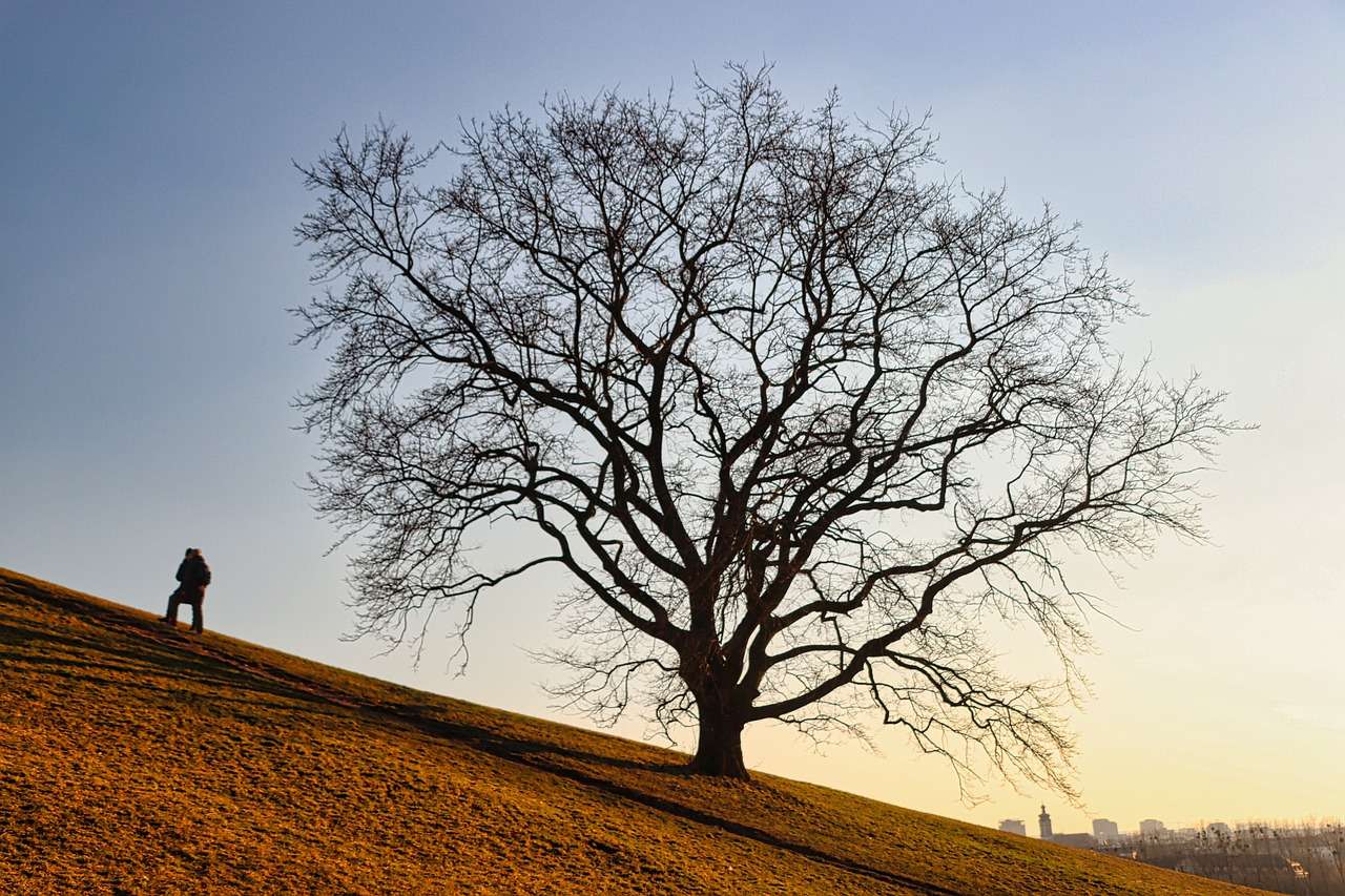 árbol colina naturaleza rompecabezas en línea