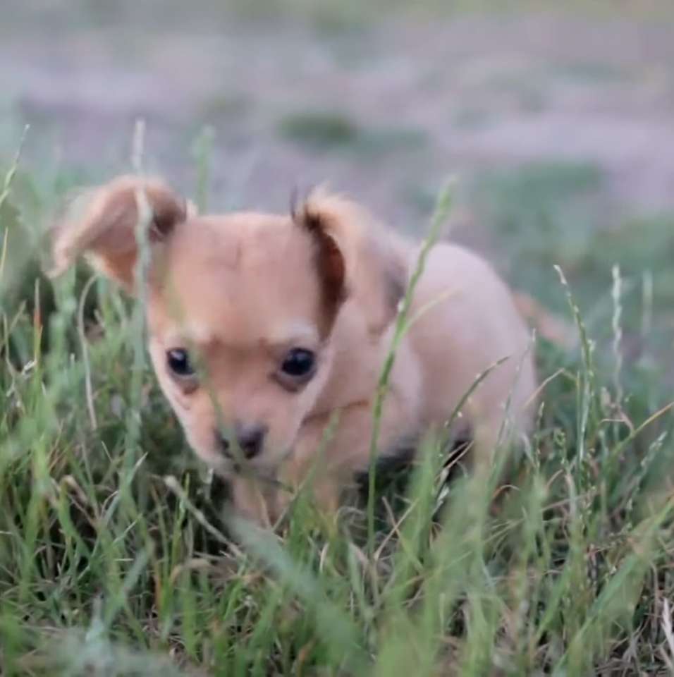 chihuahua pussel på nätet