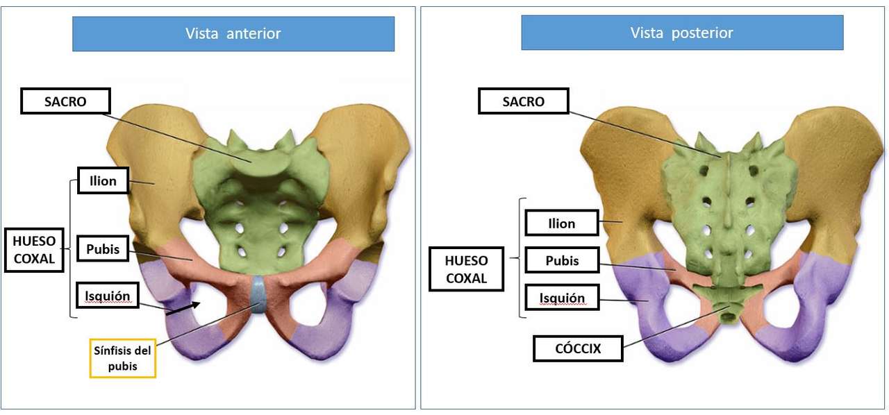 pelvis humana rompecabezas en línea