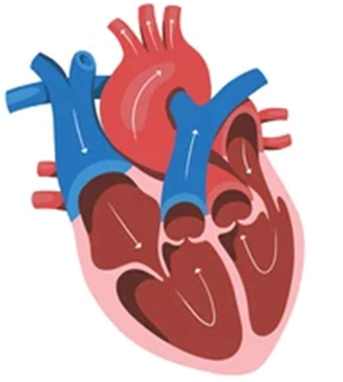 Parts of the heart online puzzle