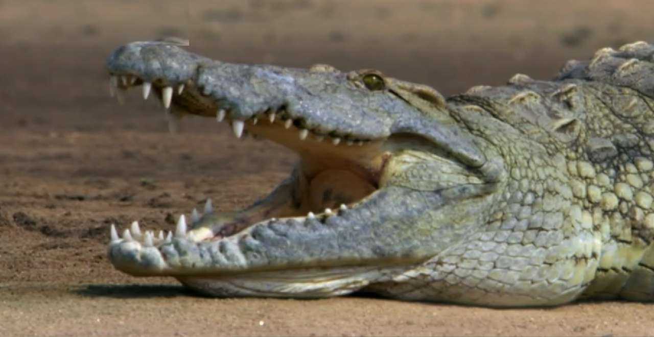 Нилски крокодил онлайн пъзел