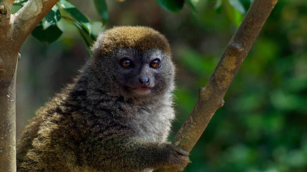 Šedý lemur skládačky online