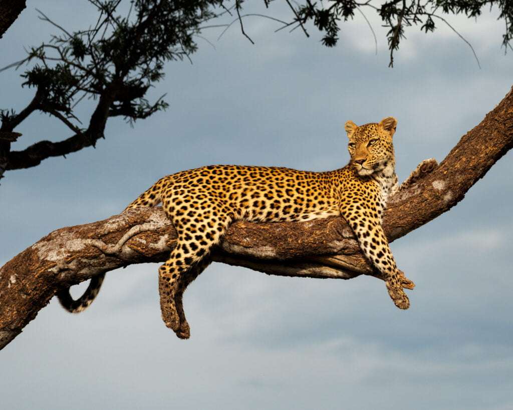 Петнист леопард - таен ловец онлайн пъзел