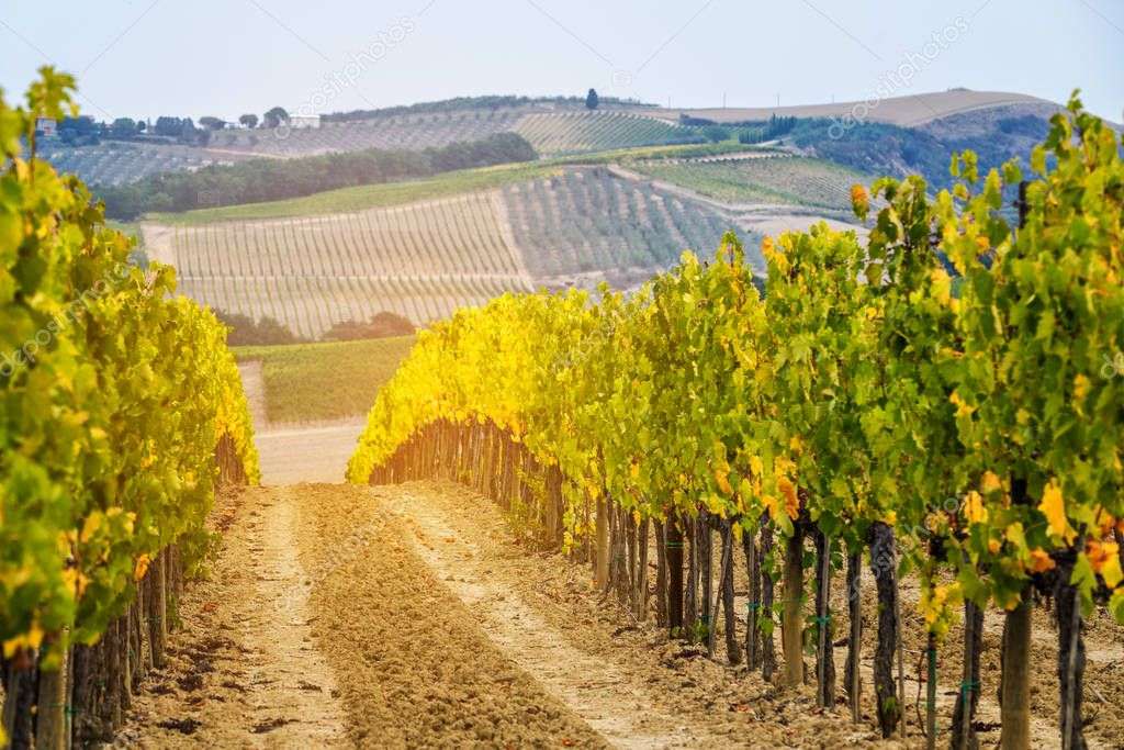 Виноградники в Тоскане, Италия. онлайн-пазл