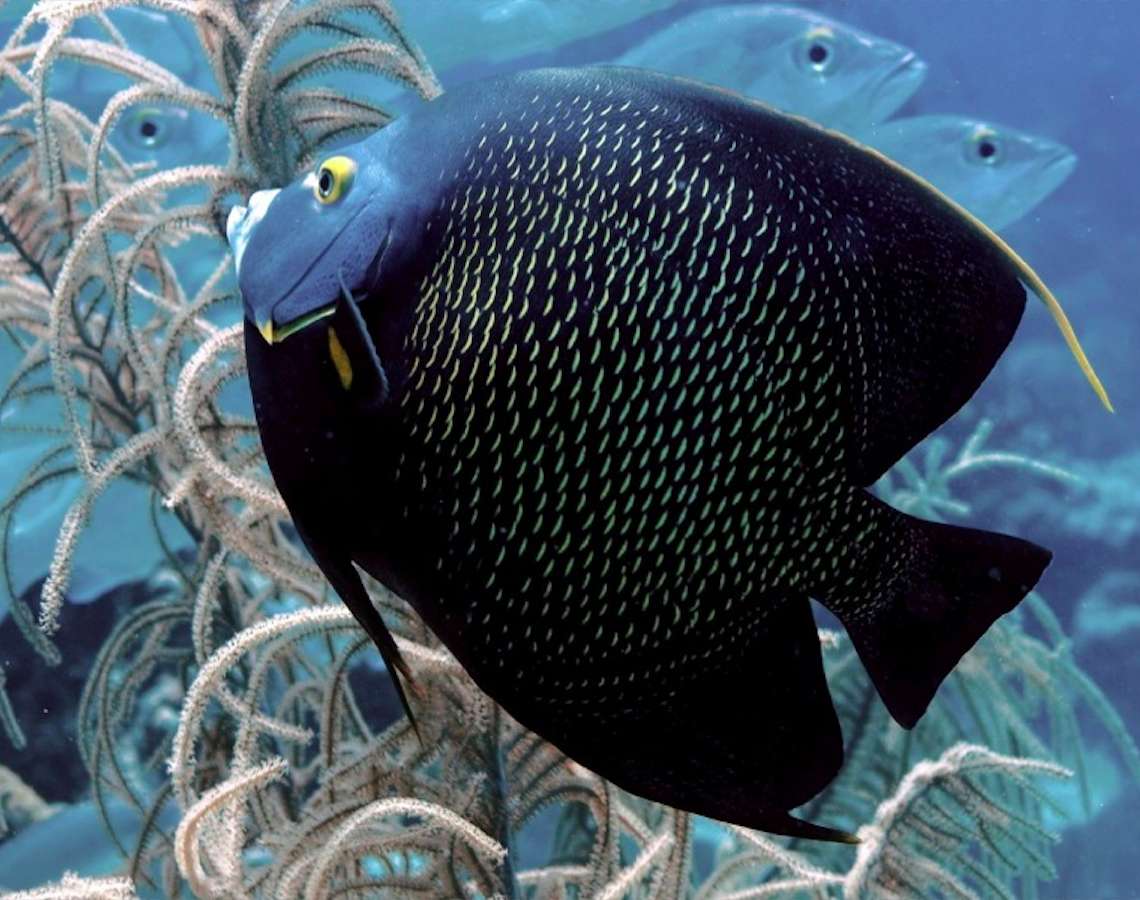 Френски мундщук-Тропическа риба онлайн пъзел
