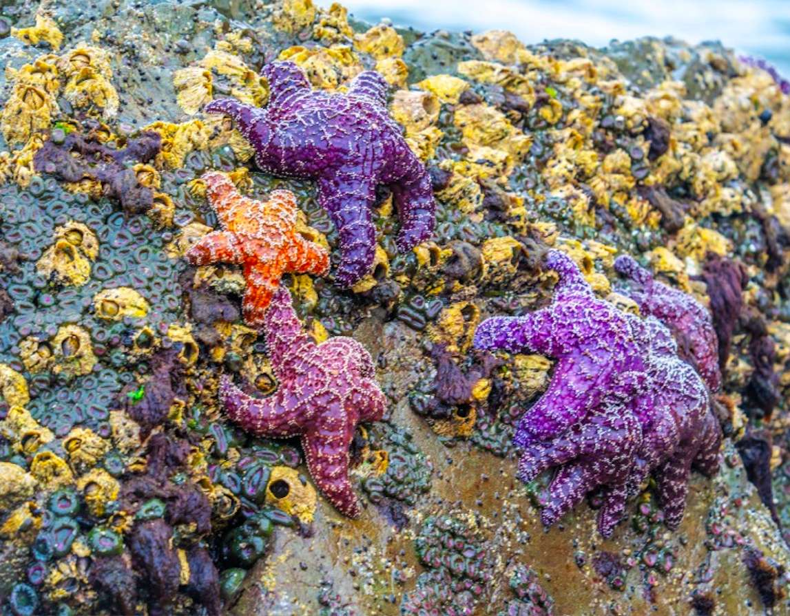 Kleurrijke zeester - een wonder van de natuur online puzzel